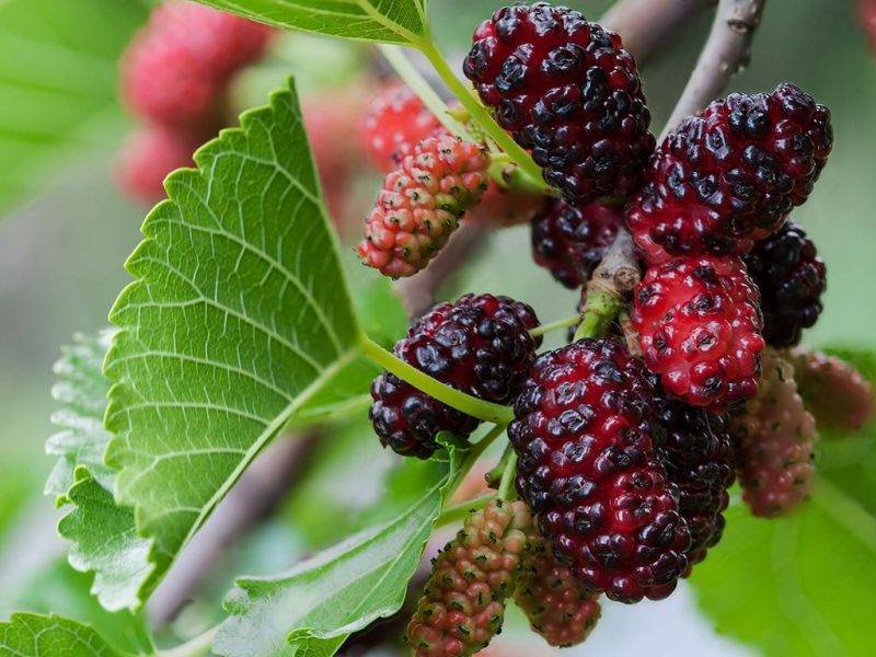 Шелковица купить саженцы из питомнике в Видном